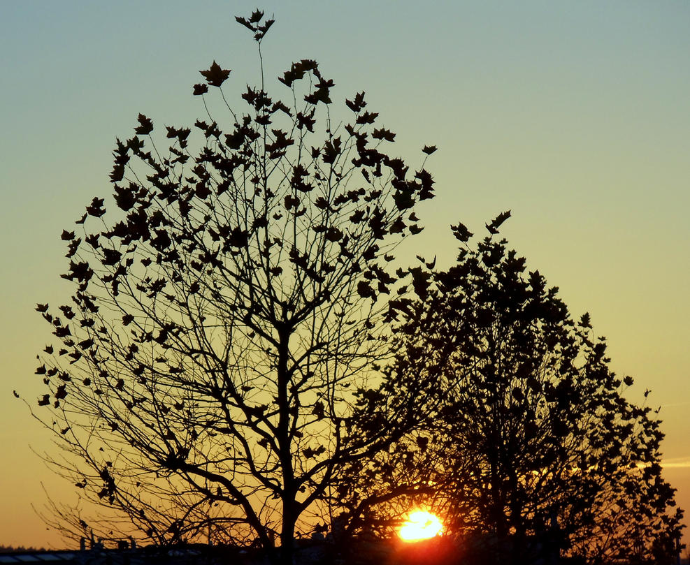 sunset tree by Mittelfranke on DeviantArt