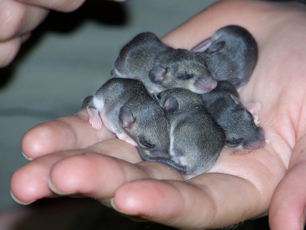 Image result for baby mice