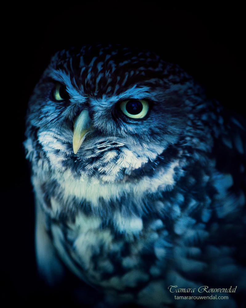 Wise owl by TammyPhotography on DeviantArt