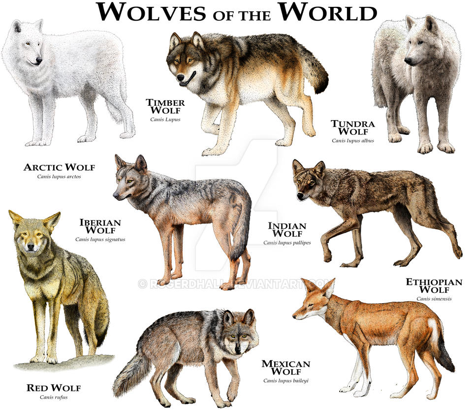 Wolves of the World by rogerdhall on DeviantArt