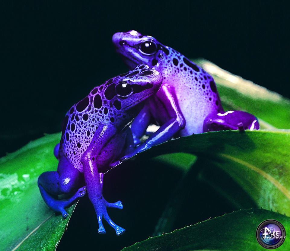 Colorful Frogs by facemultimedia on DeviantArt