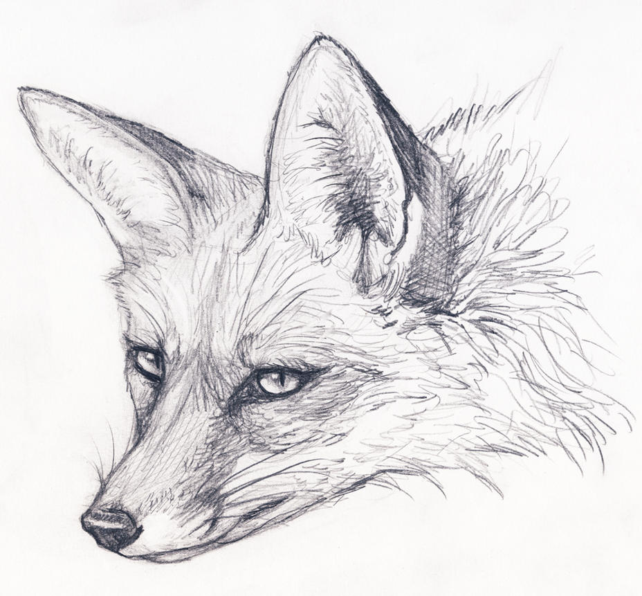 Fox Stare by silvercrossfox on DeviantArt