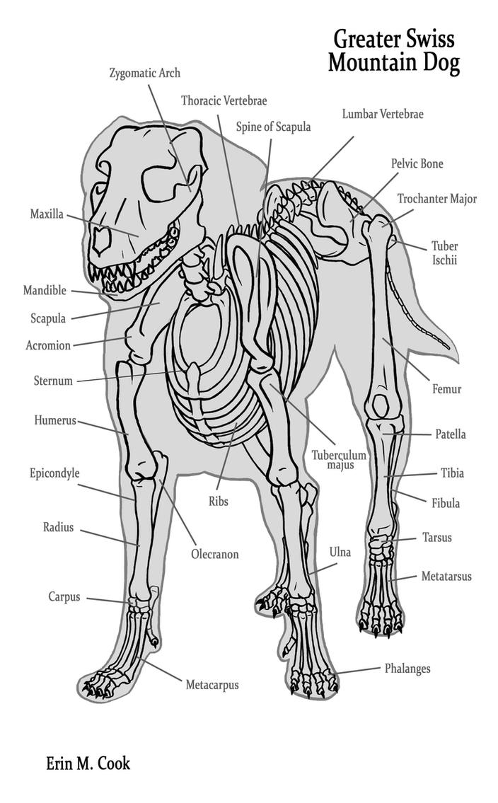 Dog Anatomy the Bones by COOKEcakes on DeviantArt
