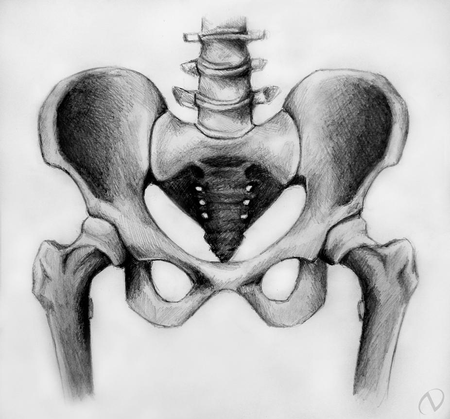 pelvic bones by NatasaTW on DeviantArt