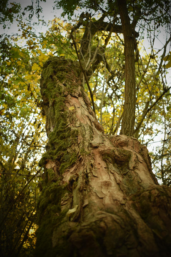 Tree by jajafilm