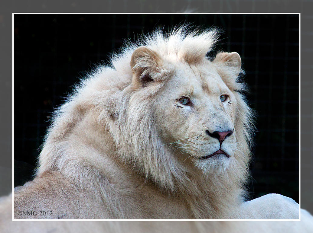 Credo - The White Lion by RoyallyCrimson on DeviantArt