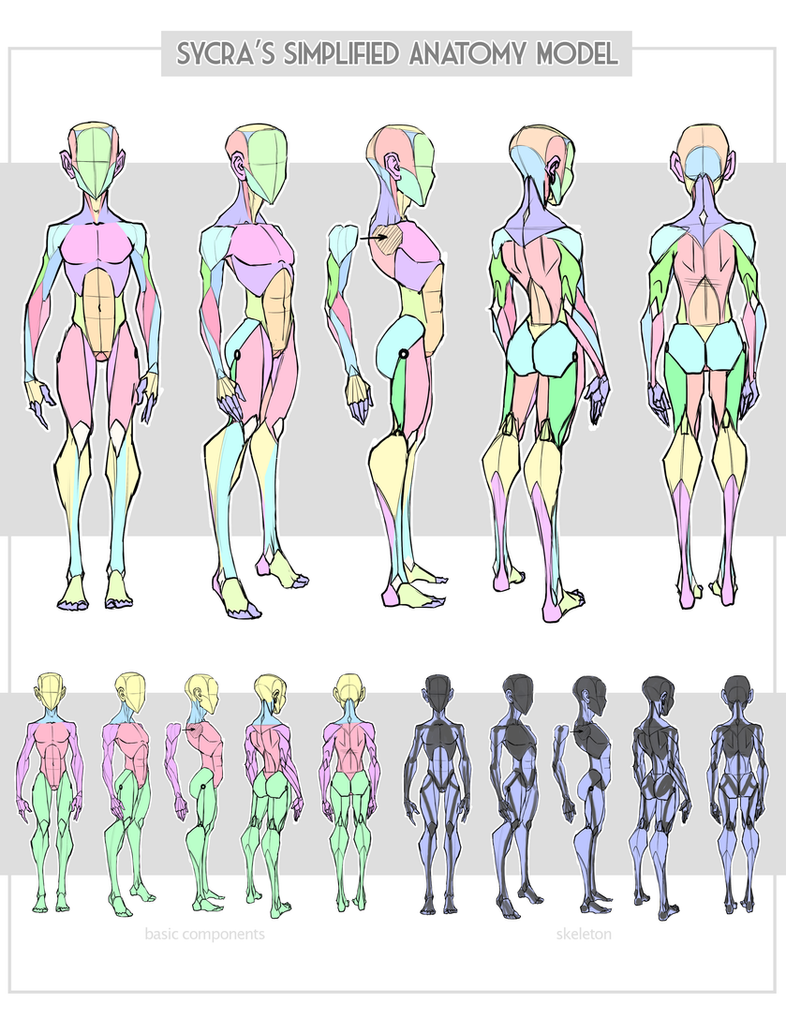 Sycra's Simplified Anatomy Model by Sycra on DeviantArt