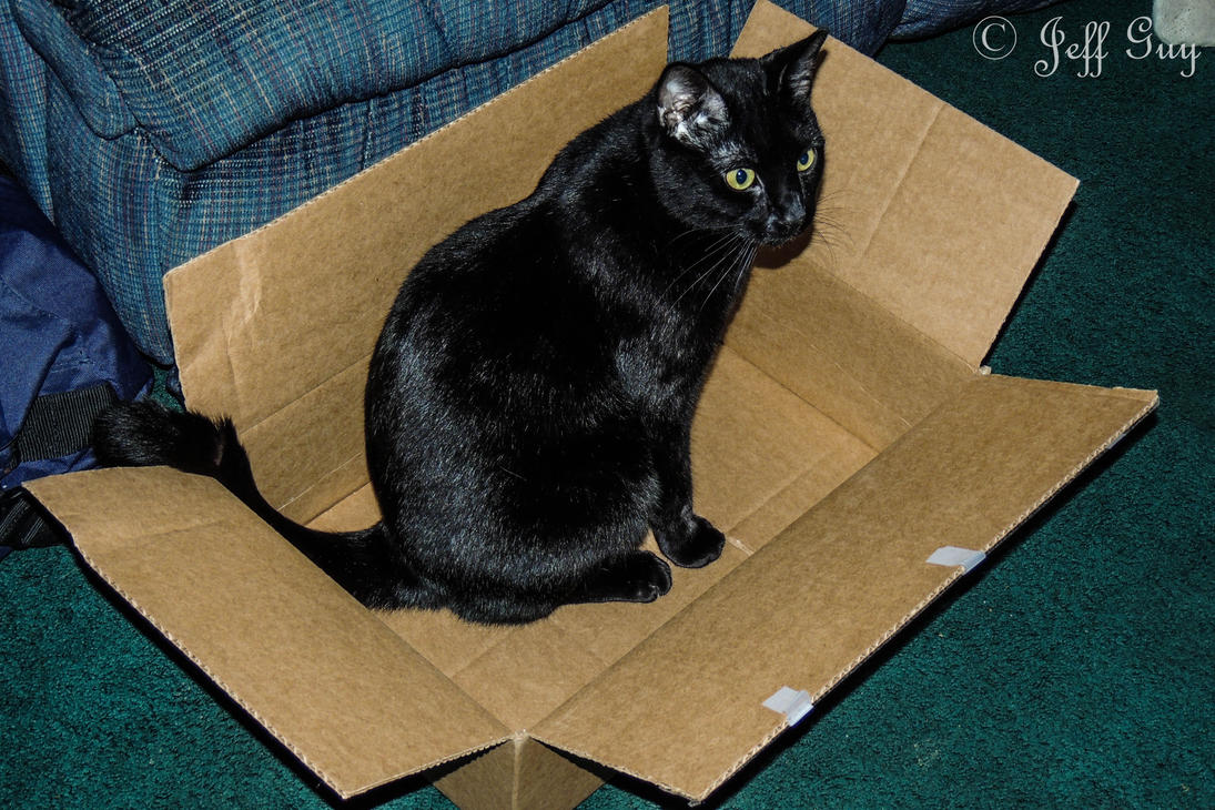 Project 365 359 Cat In The Box by jguy1964 on DeviantArt