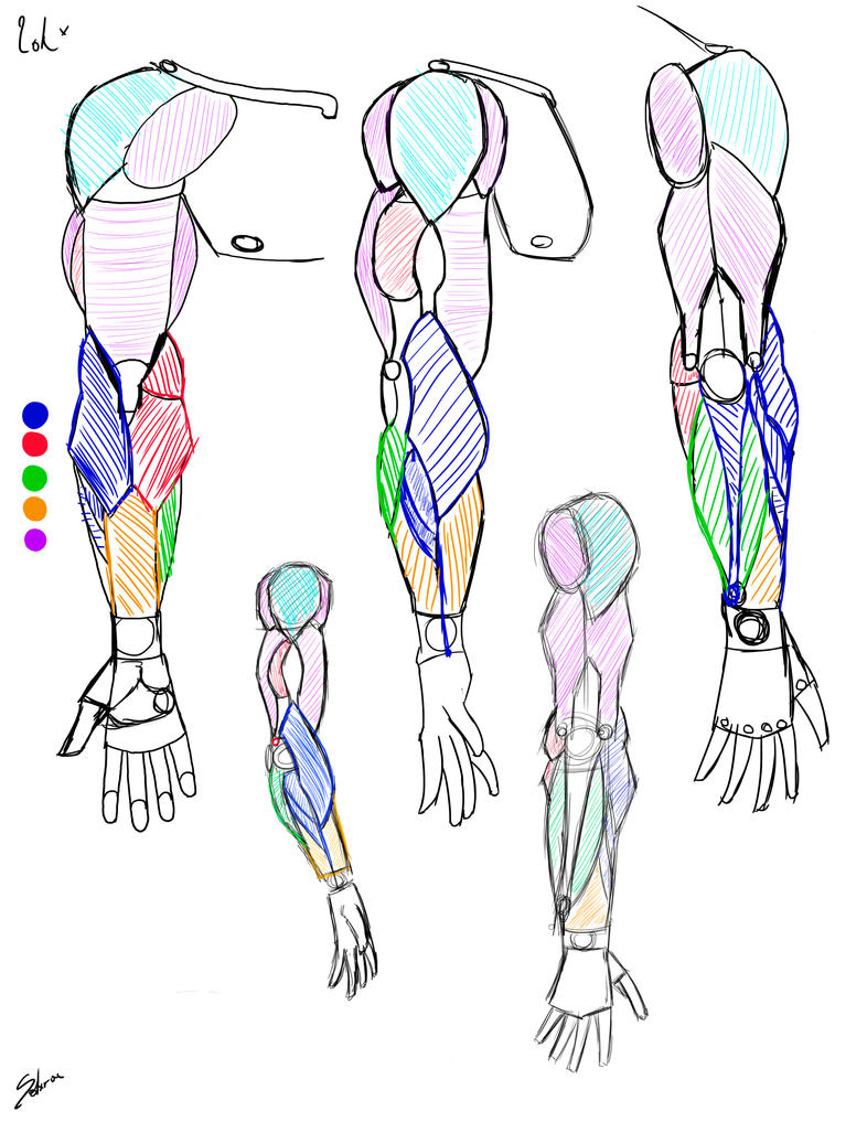 Construccion Anatomia Brazos masculino anatomia ve by Solarcx on DeviantArt