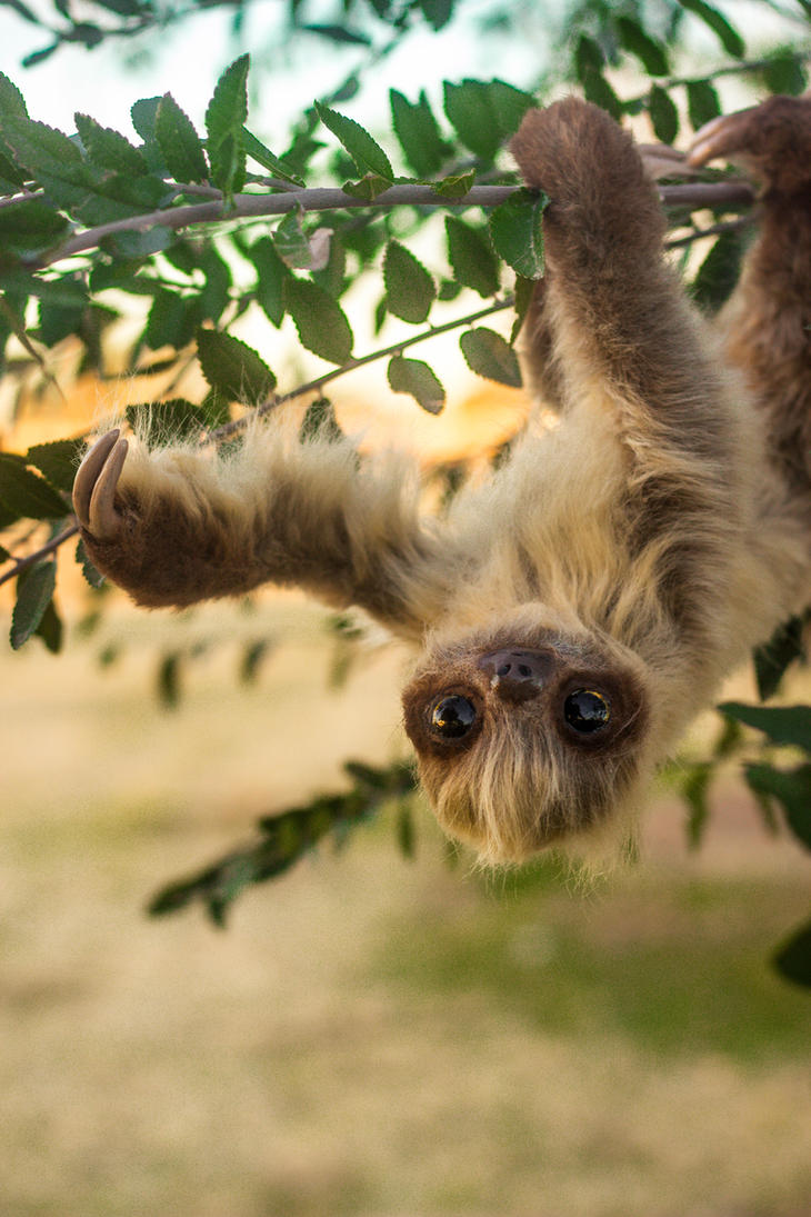 Handmade Poseable Two-Toed Sloth ( For Sale ) by ...