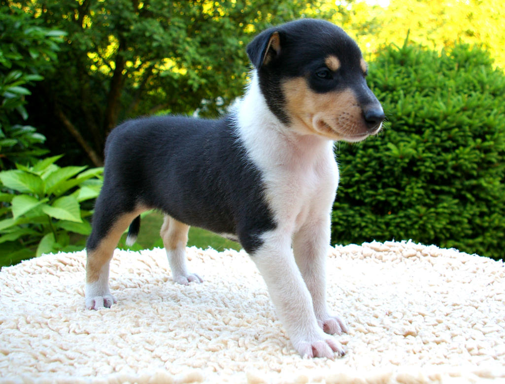 Smooth collie puppy 3 by carizzle on DeviantArt