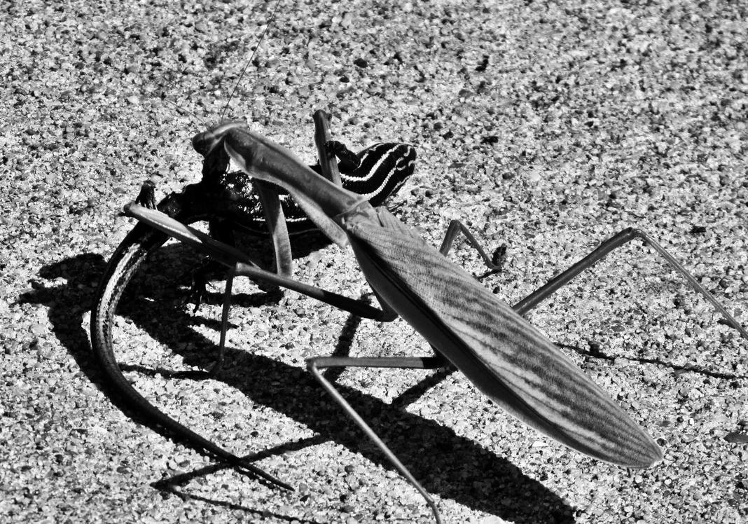 Mantis v Lizard by errortonin