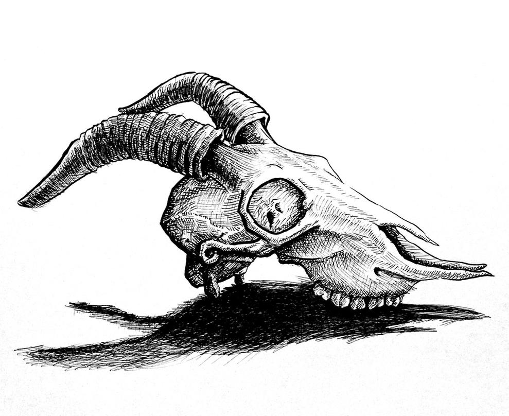 Jacobs sheep skull brush pen drawing by AshleyRussell on