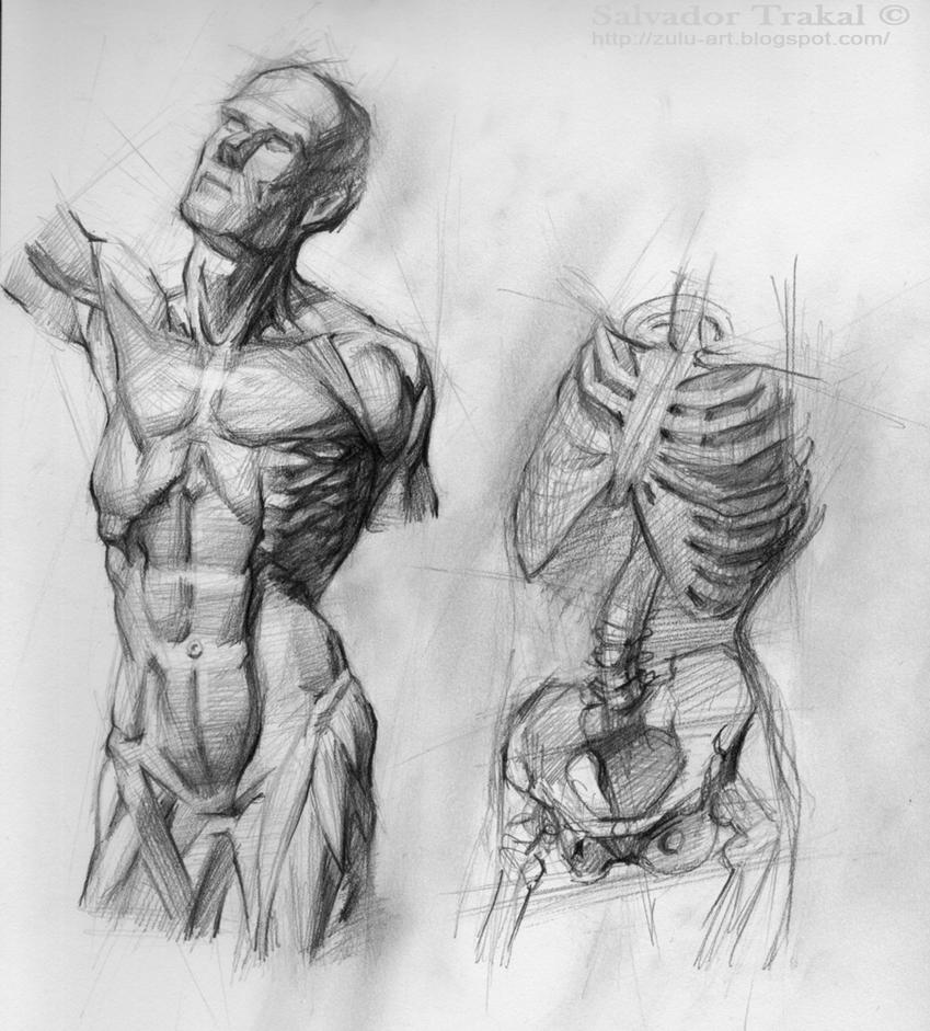 Anatomy Study by SalvadorTrakal on DeviantArt