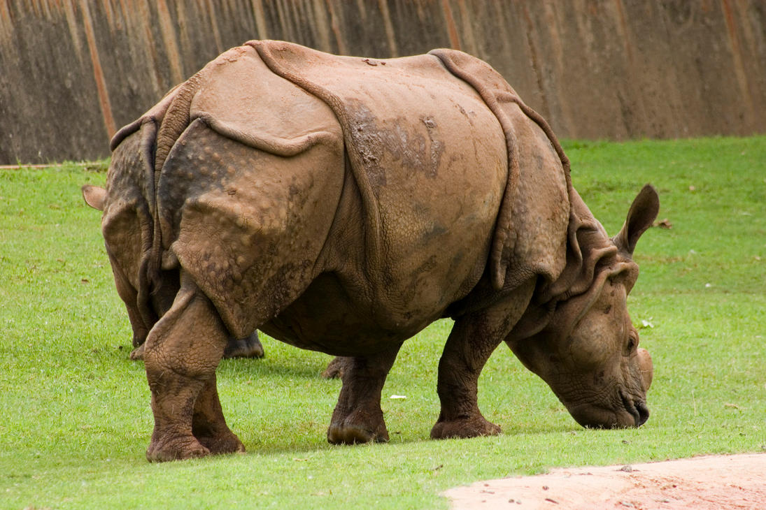 saving rhinos