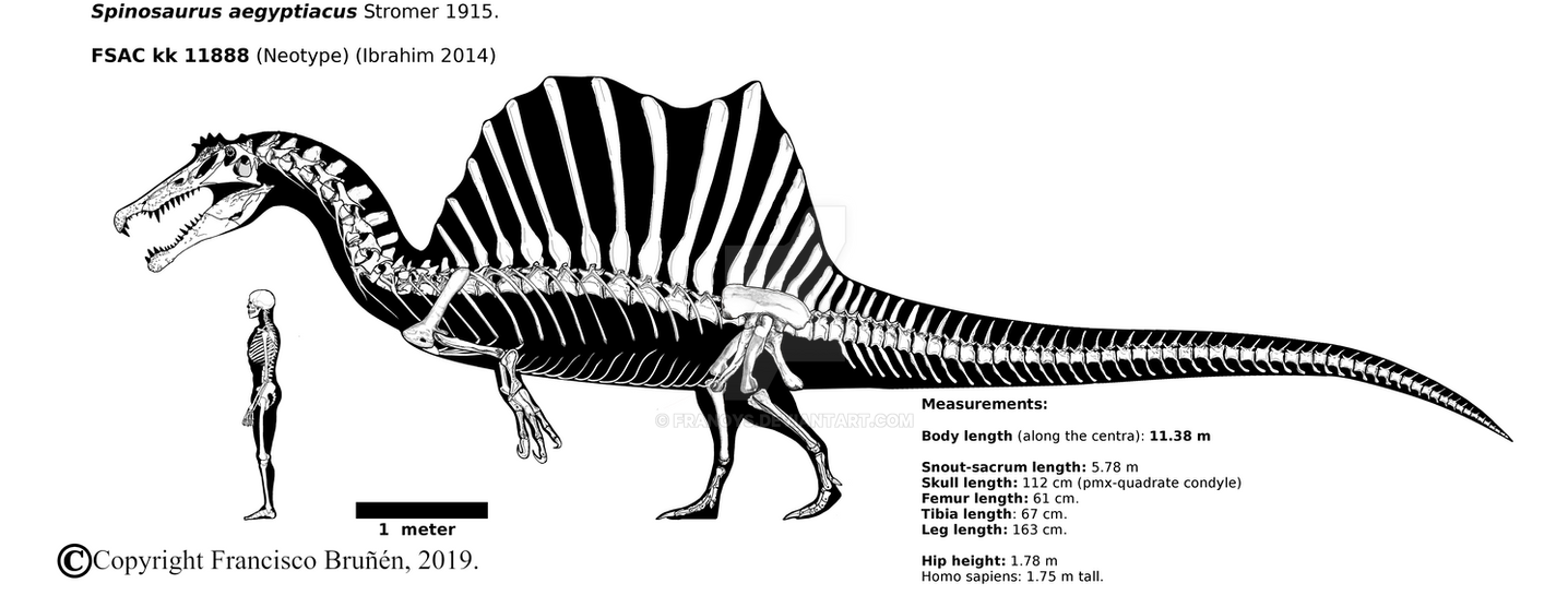 https://pre00.deviantart.net/b42b/th/pre/i/2019/017/3/a/spinosaurus_aegyptiacus_skeletal__fsac_kk_11888__by_franoys-dbokpe7.png