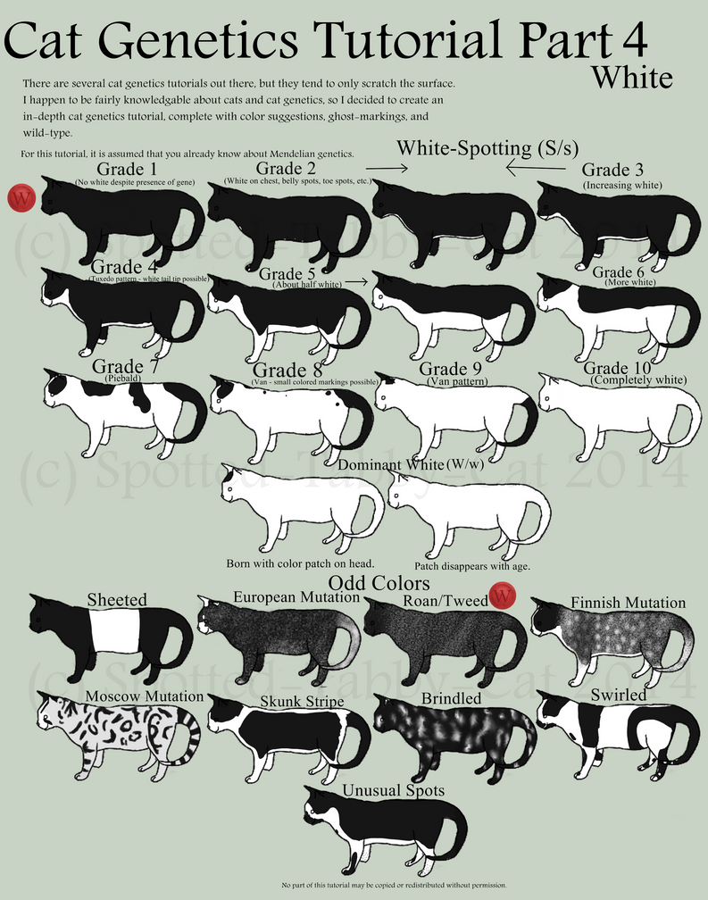 Cat Genetics Tutorial Part 4 (White) by Spotted-Tabby-Cat on DeviantArt