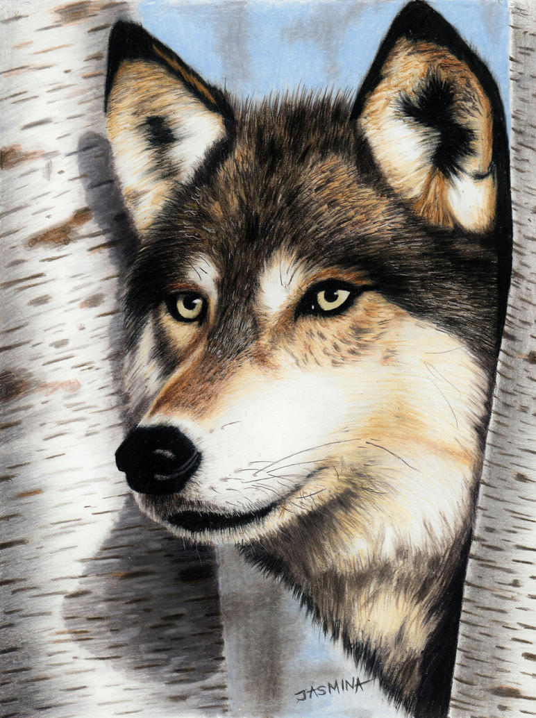 Colored pencil drawing of a Wolf in the Forest by JasminaSusak on