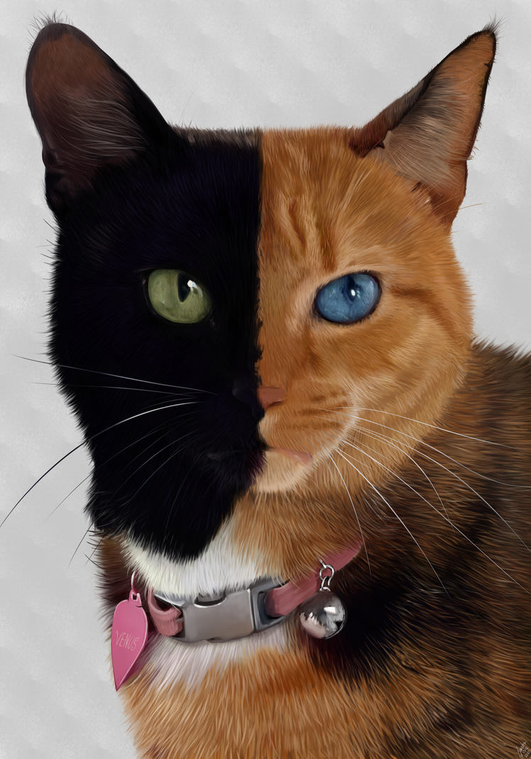 Venus The two faced cat  portrait by Alexandoria on 