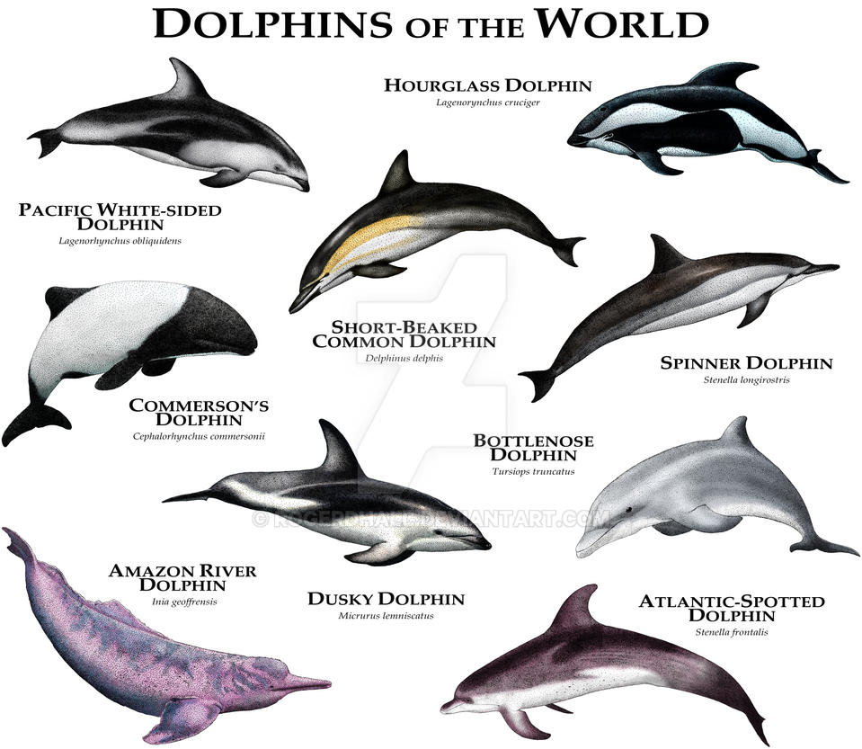 dolphins_of_the_world_by_rogerdhall-d8tq