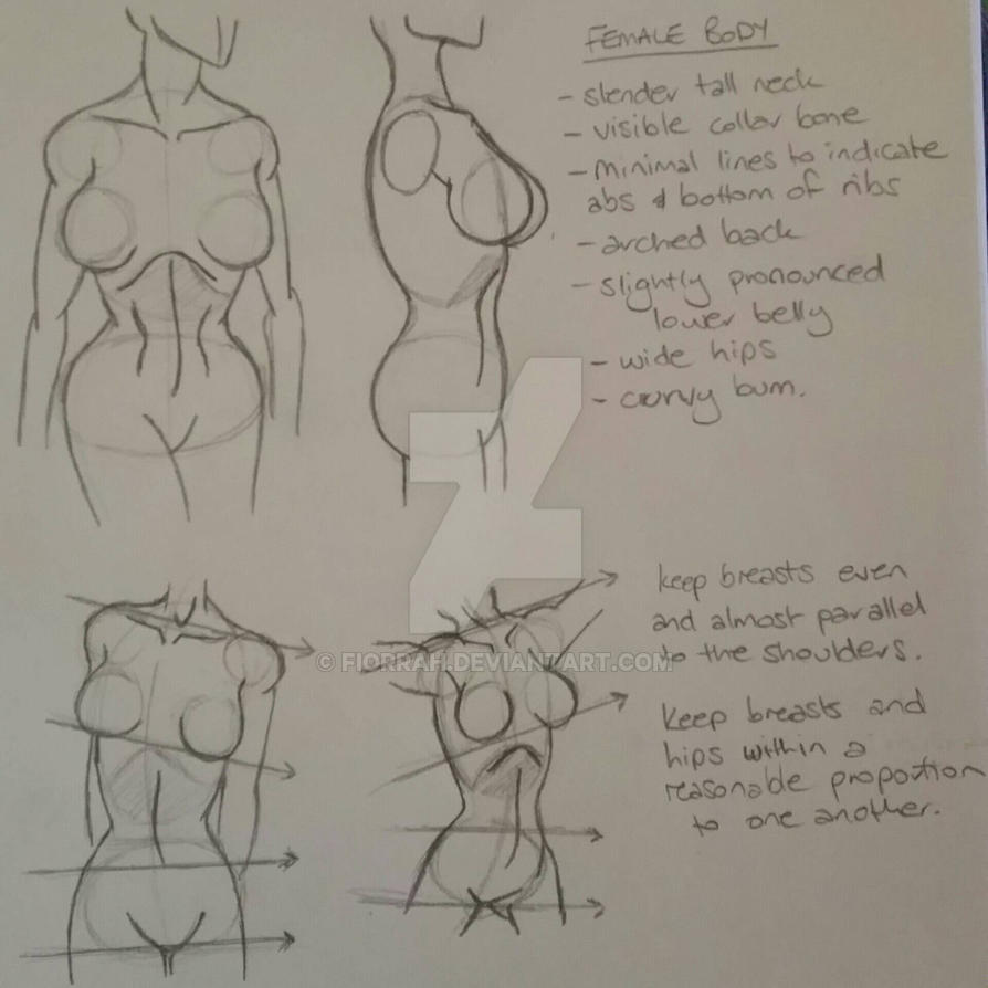 Female Anatomy Study by Fiorrah on DeviantArt