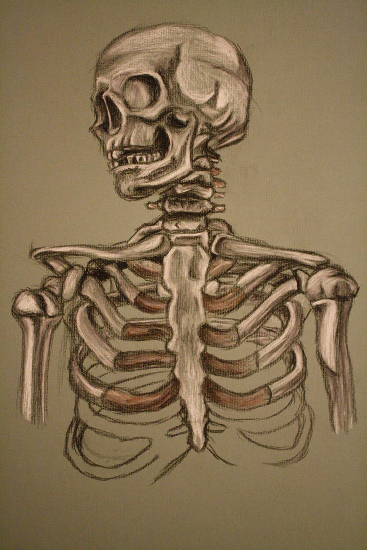 skeleton study sketch by AdamHallart on DeviantArt