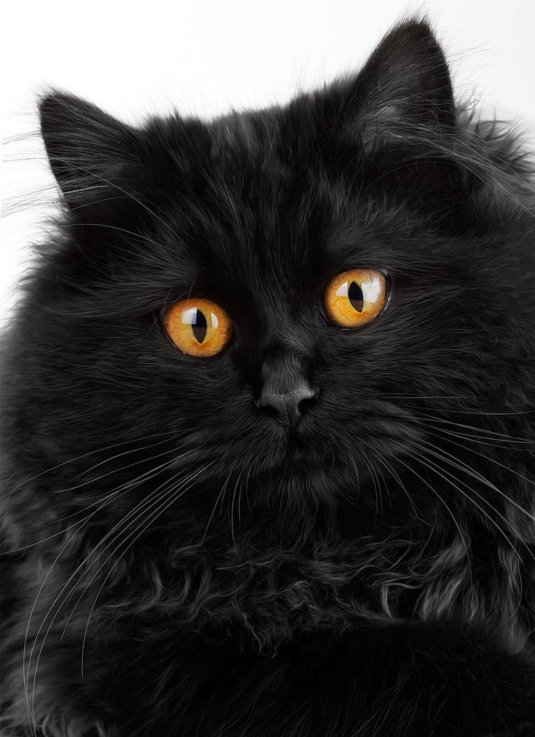 Cute black persian cat by jordansart on DeviantArt