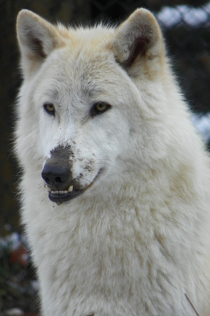 a_muddy_gray_wolf_in_winter_by_dingo84dogs-d4mx5bc.jpg