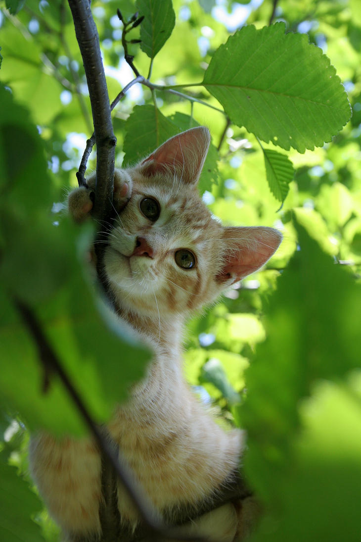 Kitten in a tree by Blue-Armadillo on DeviantArt
