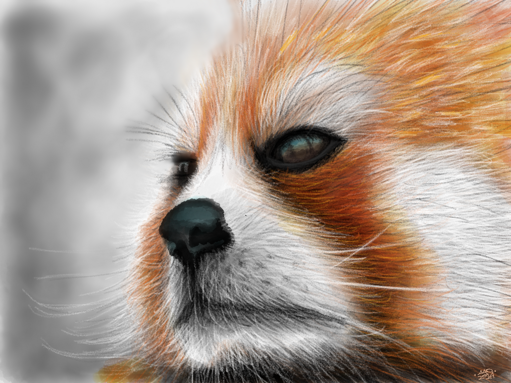 Red Panda by digitalchet on DeviantArt
