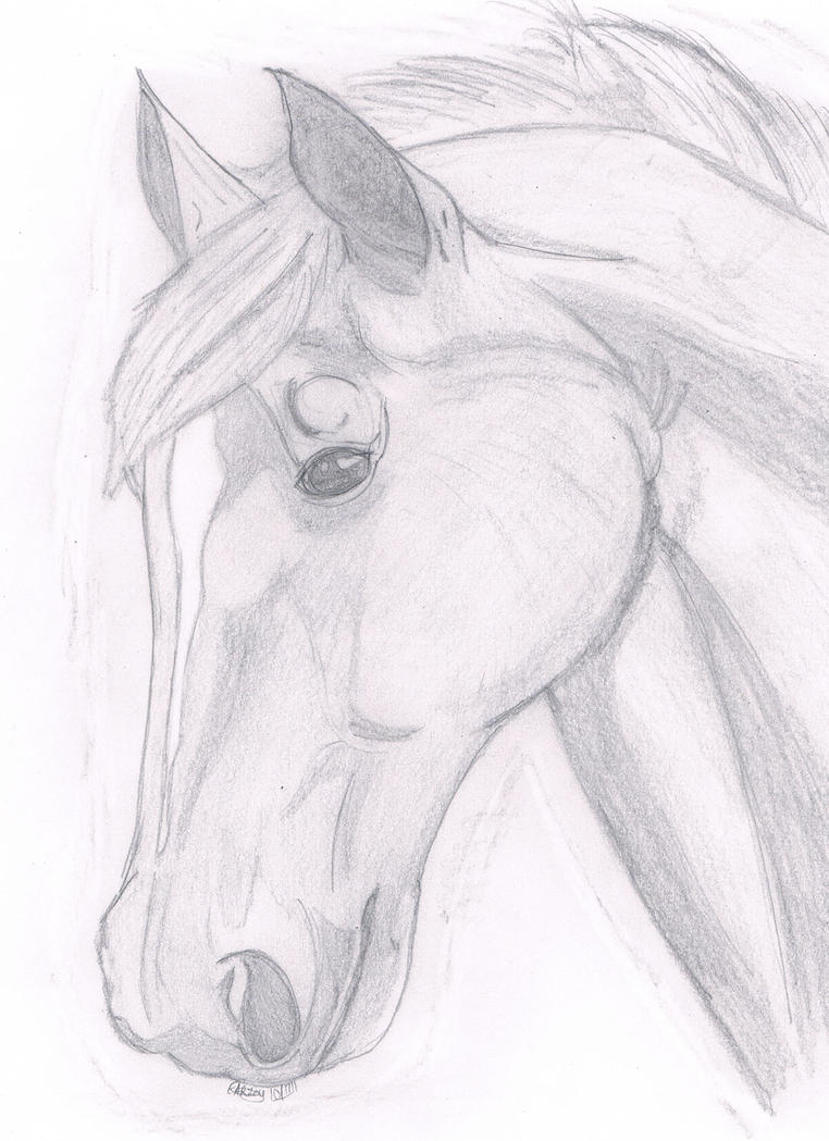 Horse head sketch by puddlecat1 on DeviantArt