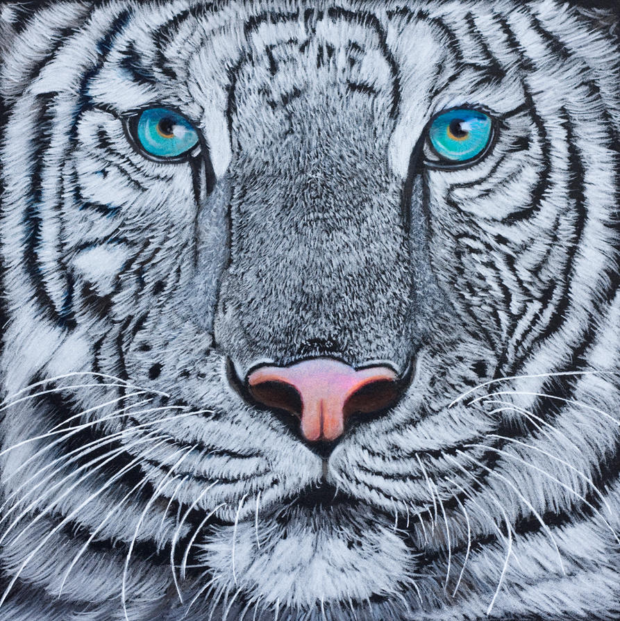 White tiger, coloured pencil by Sarahharas07 on DeviantArt