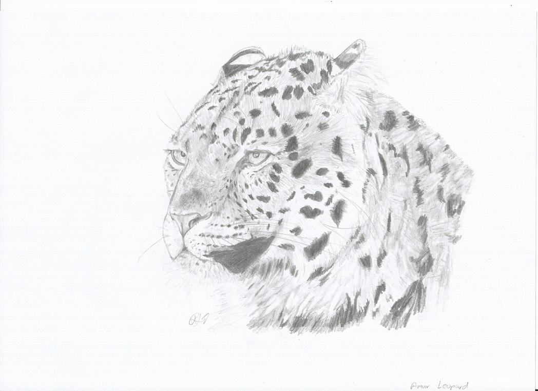 Amur Leopard by PhanerozoicWild on DeviantArt