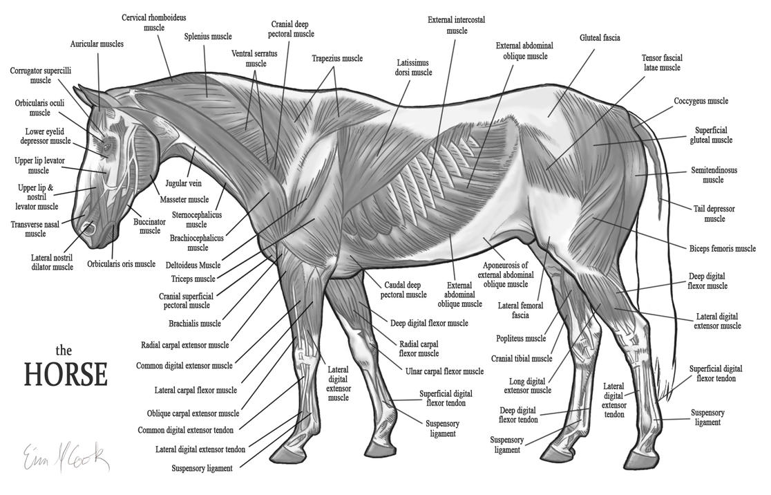 Horse Anatomy the Muscles by COOKEcakes on DeviantArt