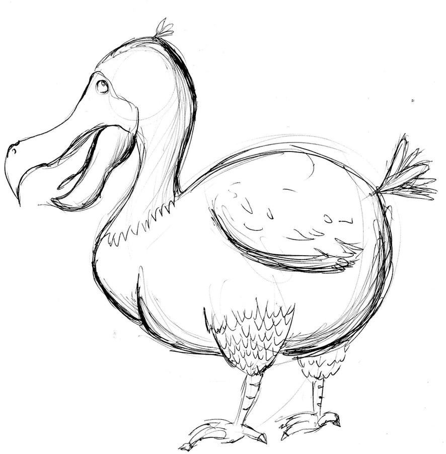 Dodo Sketch by Hannamations on DeviantArt