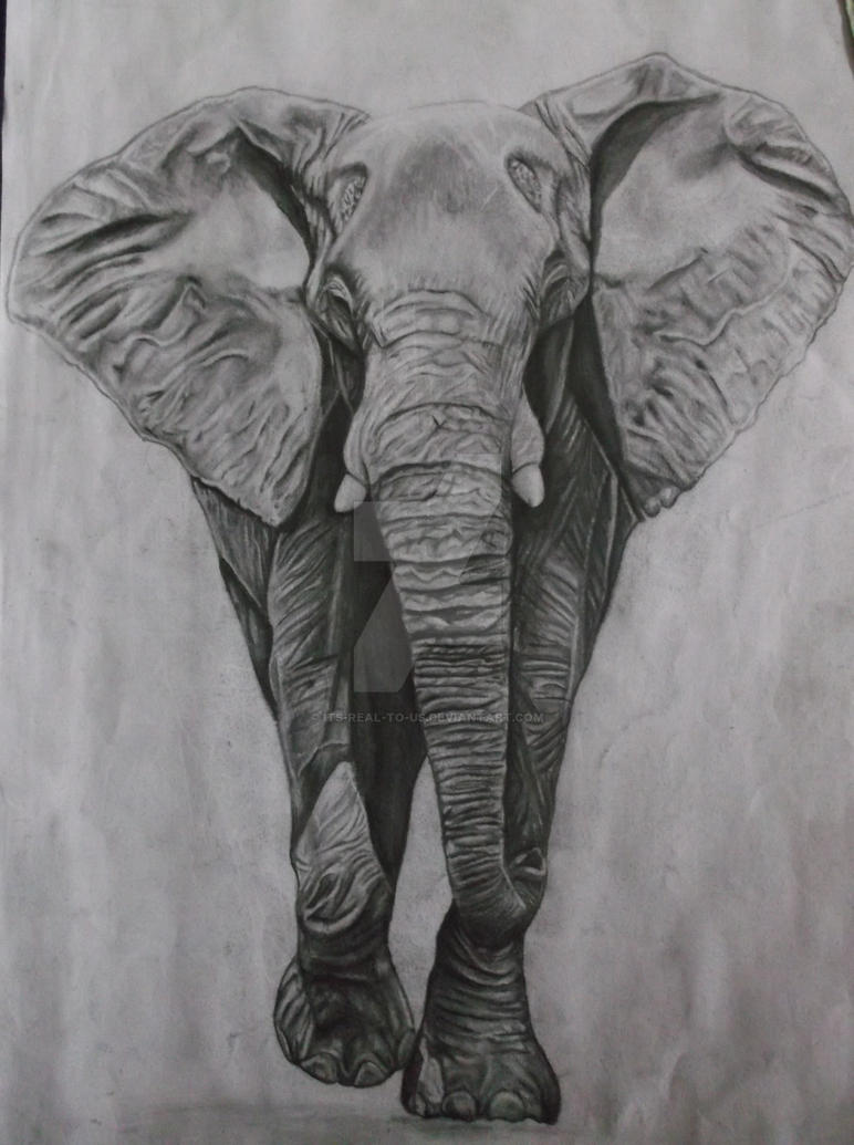 Realistic Elephant Drawing Realistic Drawings Of Elephants