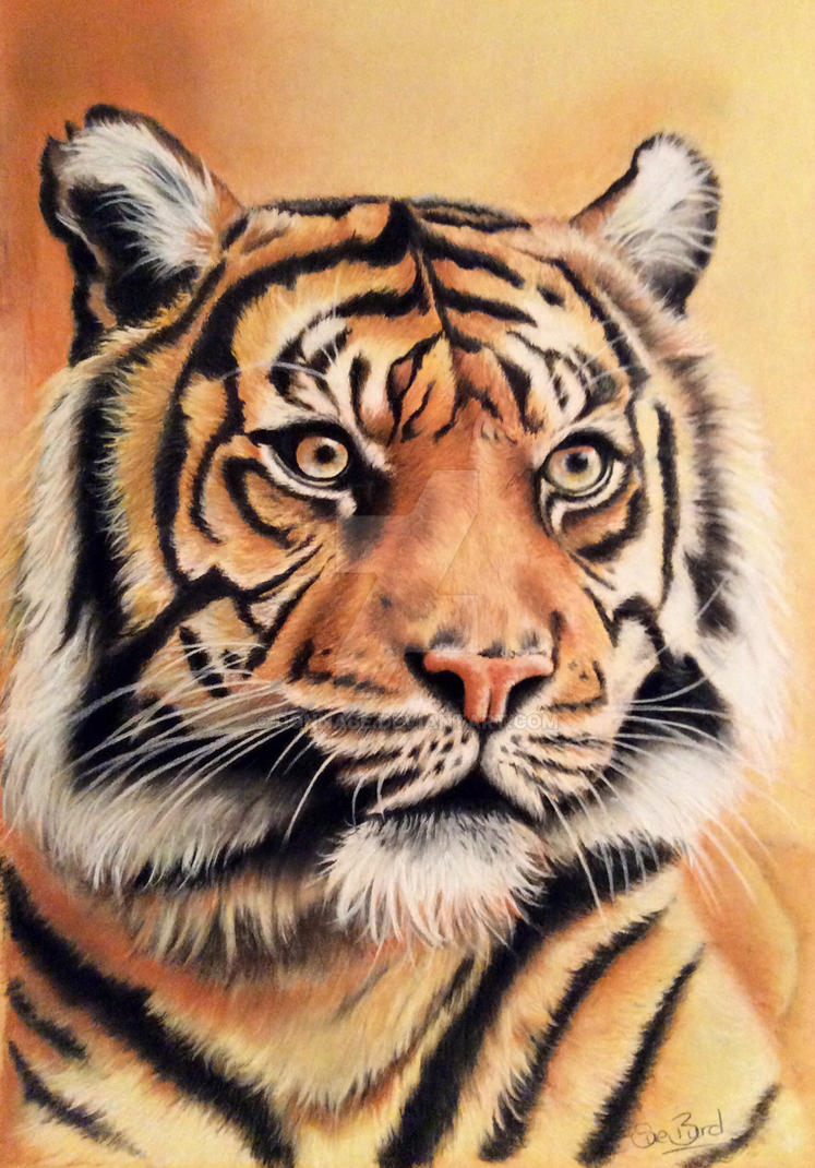 Tiger drawing by Donnabe