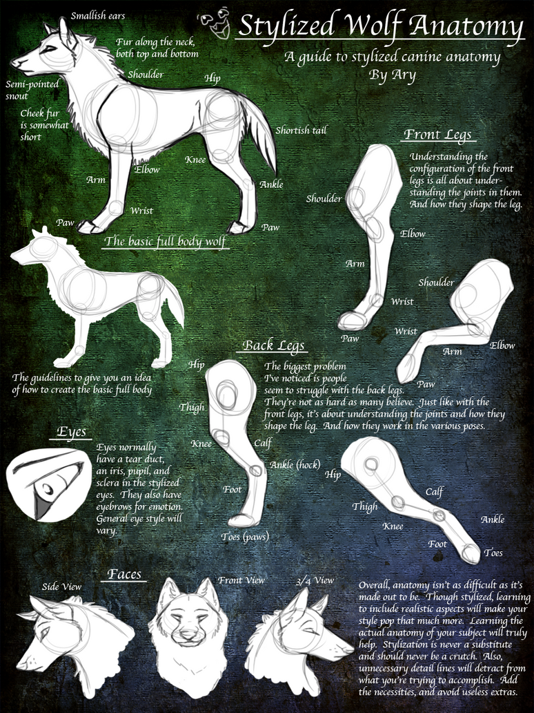 .Stylized Wolf Anatomy Guide. by desertfox04 on DeviantArt