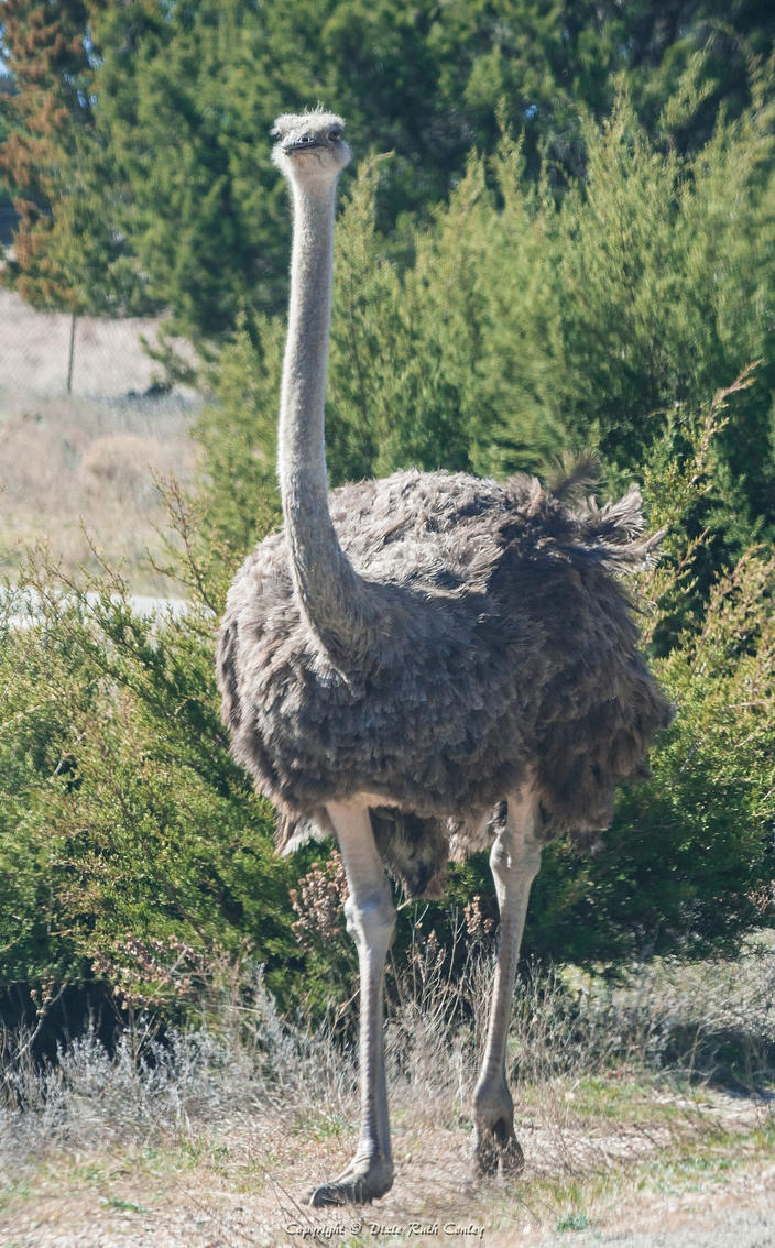 Image result for ostrich standing tall