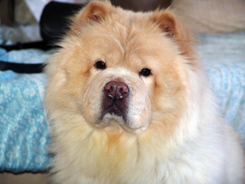 Cream Chow Chow by KinbesPhotography on DeviantArt