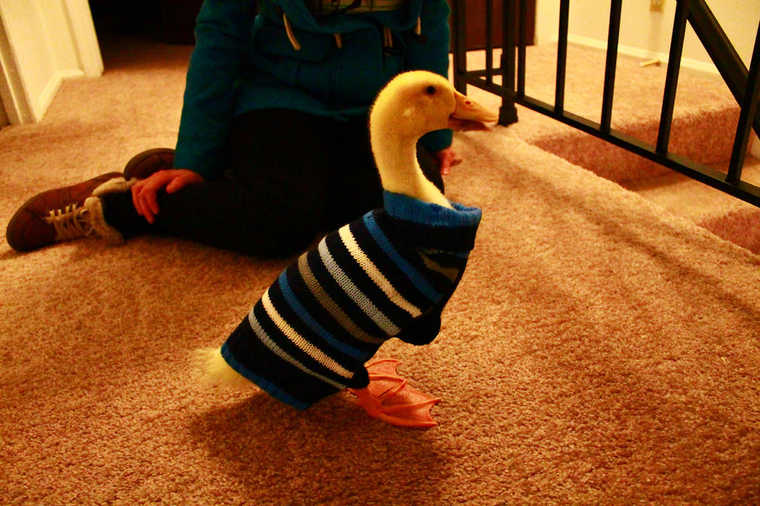 lebraun_the_duck_wearing_his_sweater_by_isaacashtox-d52vjqx.jpg
