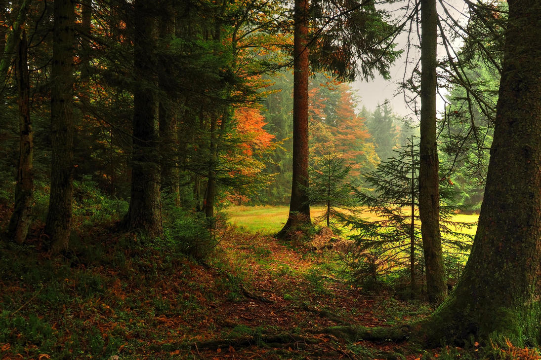 autumn_forest_backgrounds_by_burtn-d9cp9