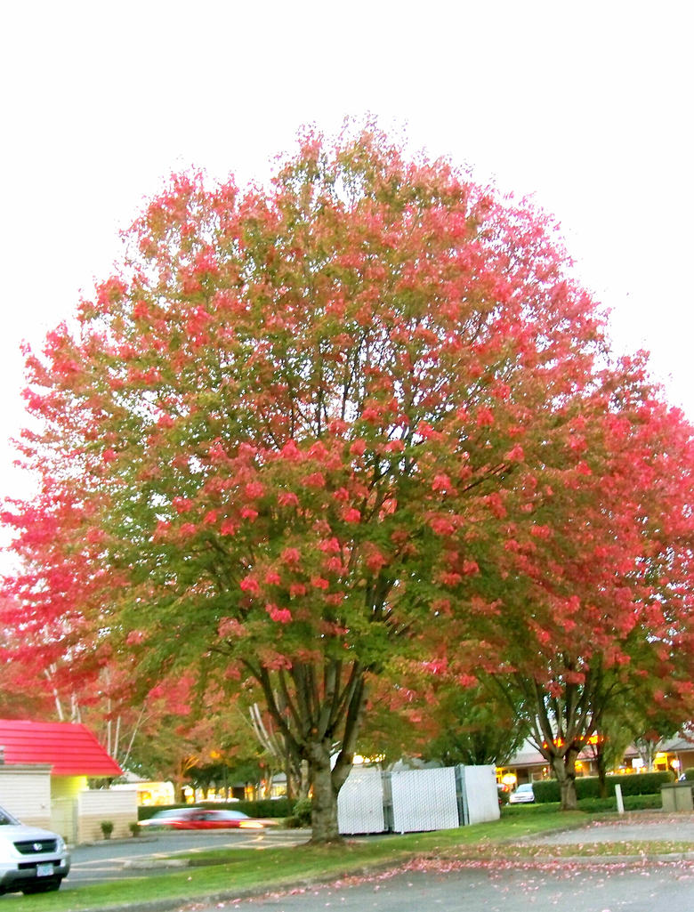 Fall Tree Colors by celine52 on DeviantArt