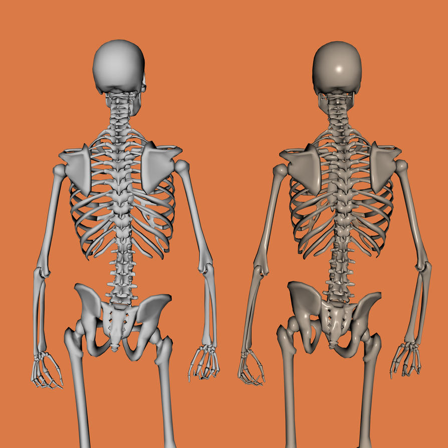 Skeleton Back by markopolio-stock on DeviantArt