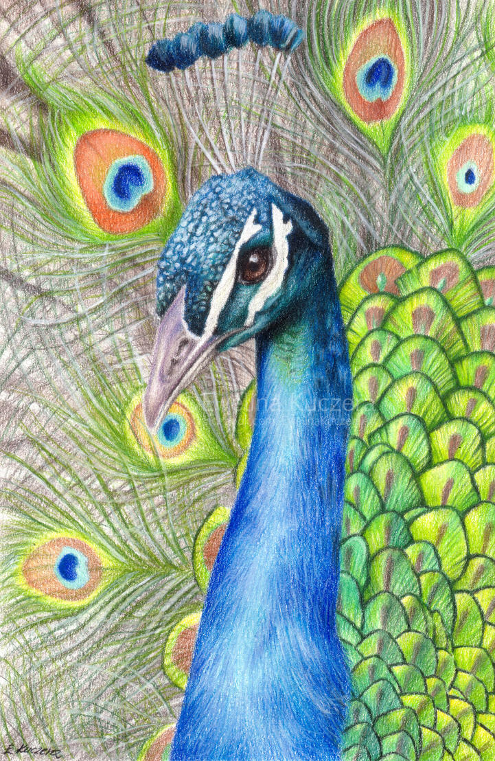 Peacock Drawing by Kot-Filemon on DeviantArt