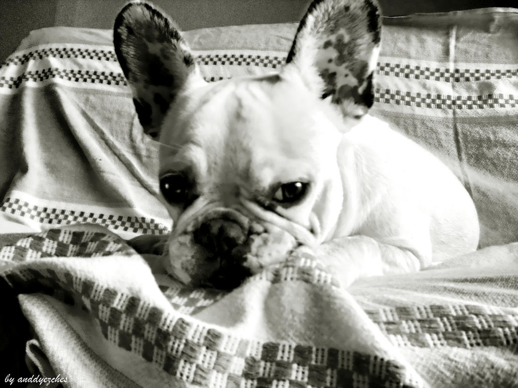 french bulldog by anddy24 on DeviantArt