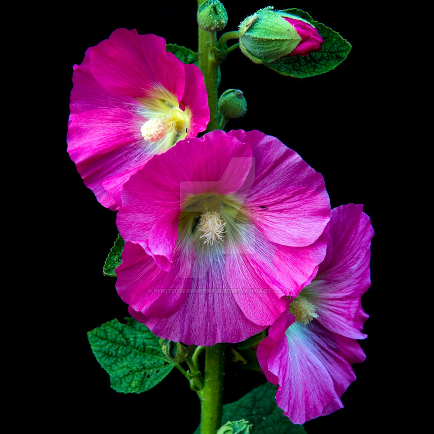 pink flowers on a black background by photographybypixie ...