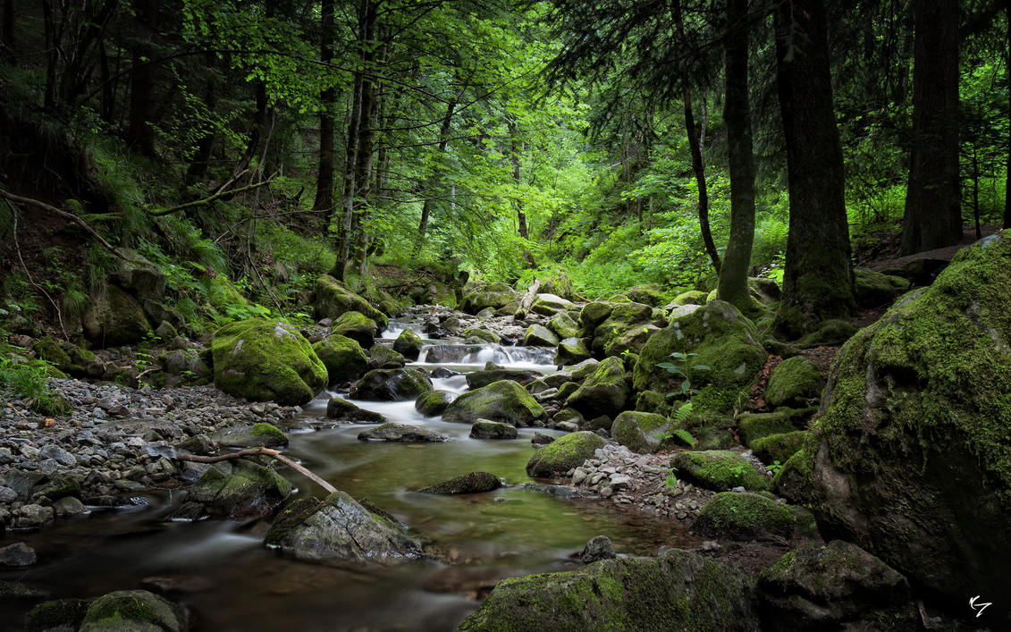 Résultat de recherche d'images pour "dark forest+river"