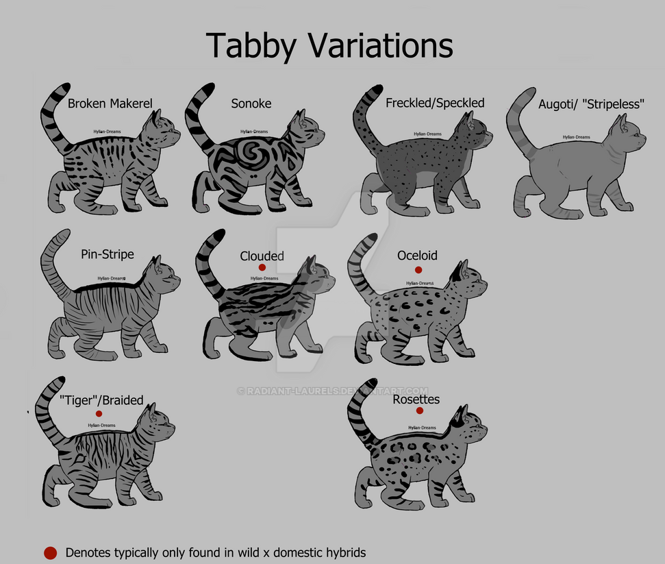 Tabby Types by Radiant-Laurels on DeviantArt