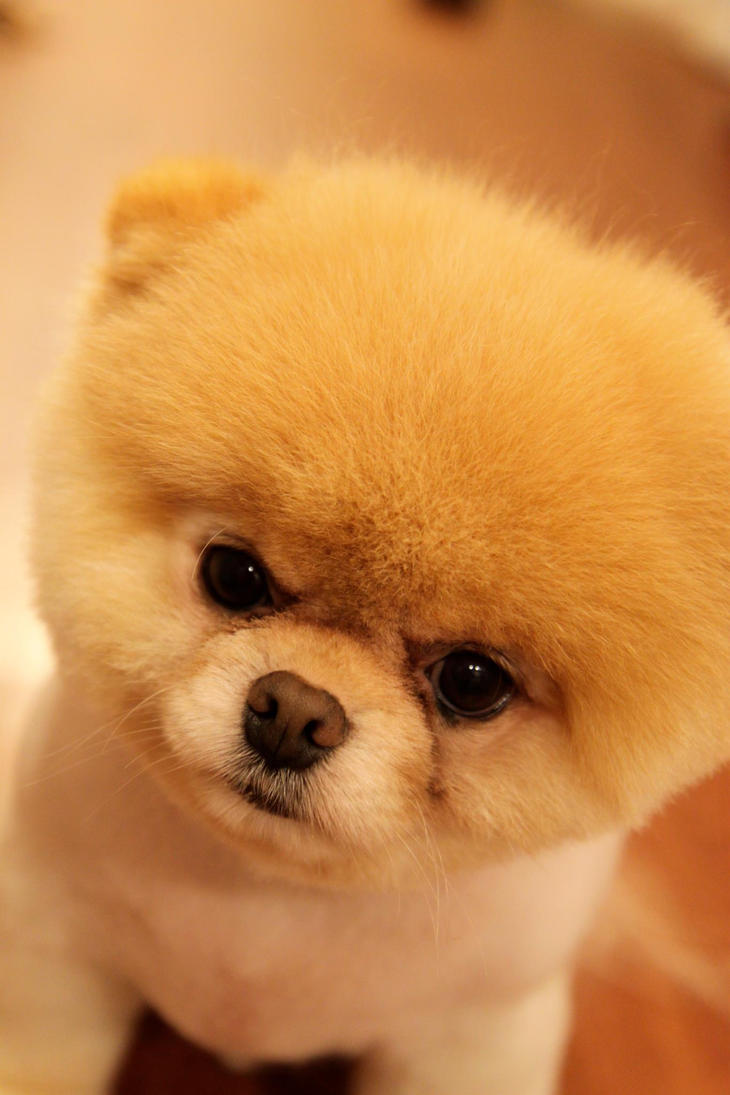 the worlds most cutest dog by raiyukein on DeviantArt